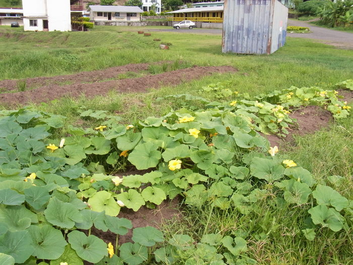フィジー高校留学ブログ～バプロからBULA!～フリーバード学園