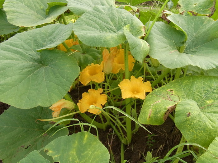 フィジー高校留学ブログ～バプロからBULA!～フリーバード学園