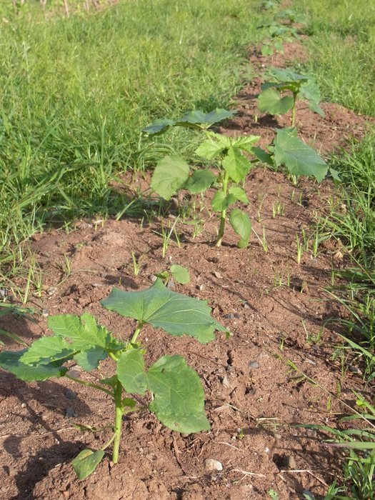 フィジー高校留学ブログ～バプロからBULA!～フリーバード学園