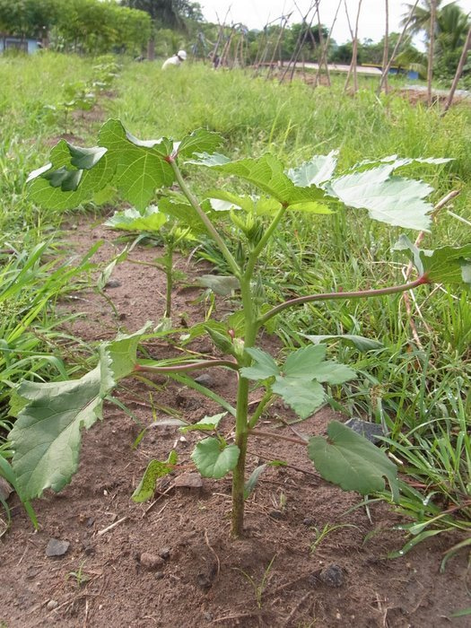 フィジー高校留学ブログ～バプロからBULA!～フリーバード学園