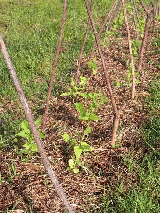 フィジー高校留学ブログ～バプロからBULA!～フリーバード学園