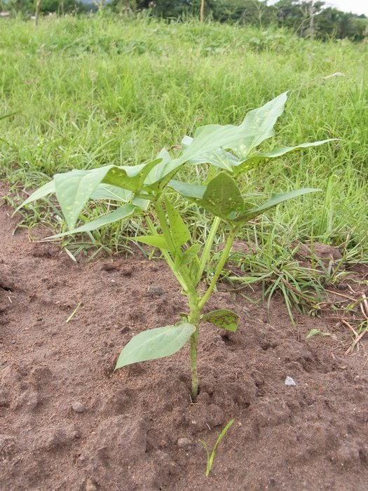 フィジー高校留学ブログ～バプロからBULA!～フリーバード学園