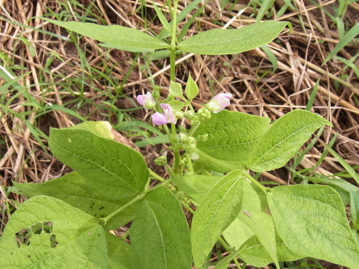 フィジー高校留学ブログ～バプロからBULA!～フリーバード学園