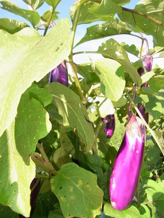 フィジー高校留学ブログ～バプロからBULA!～フリーバード学園