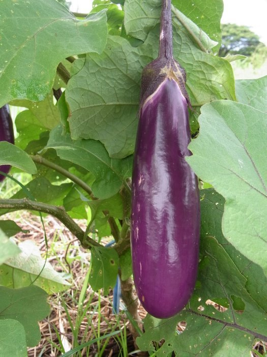 フィジー高校留学ブログ～バプロからBULA!～フリーバード学園