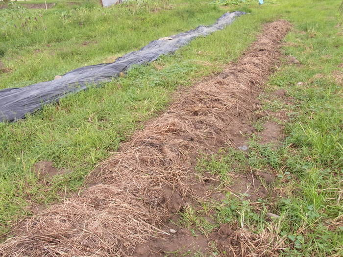 フィジー高校留学ブログ～バプロからBULA!～フリーバード学園