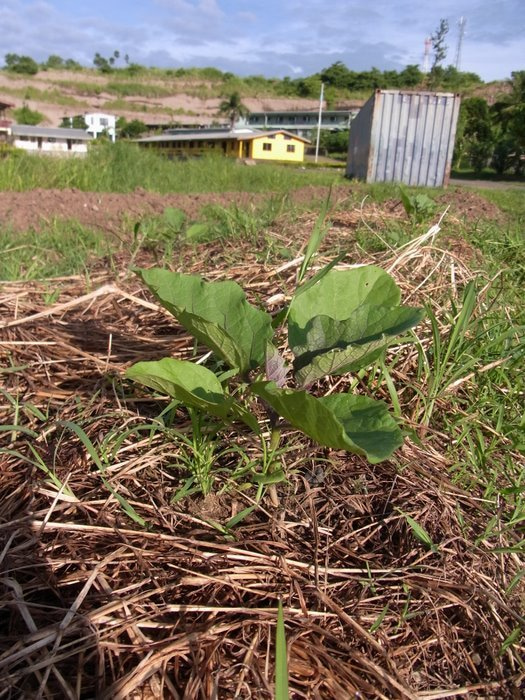 フィジー高校留学ブログ～バプロからBULA!～フリーバード学園