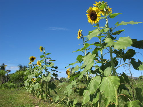 Welcome　to　Ba Pro!